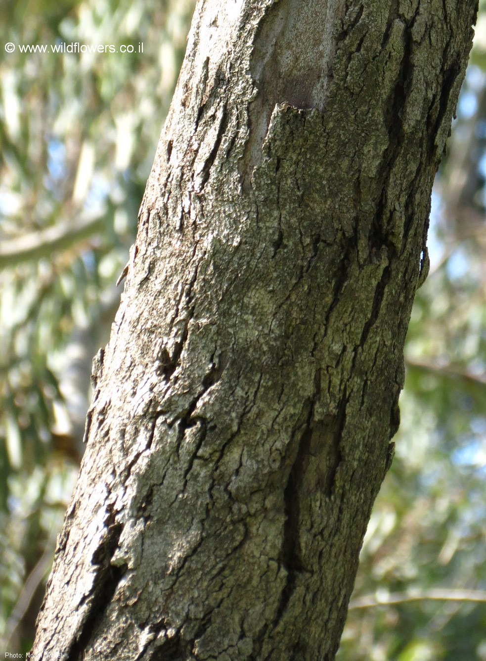 Eucalyptus dealbata